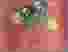 [thumbnail of Cover]
