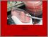 [thumbnail of Cover]